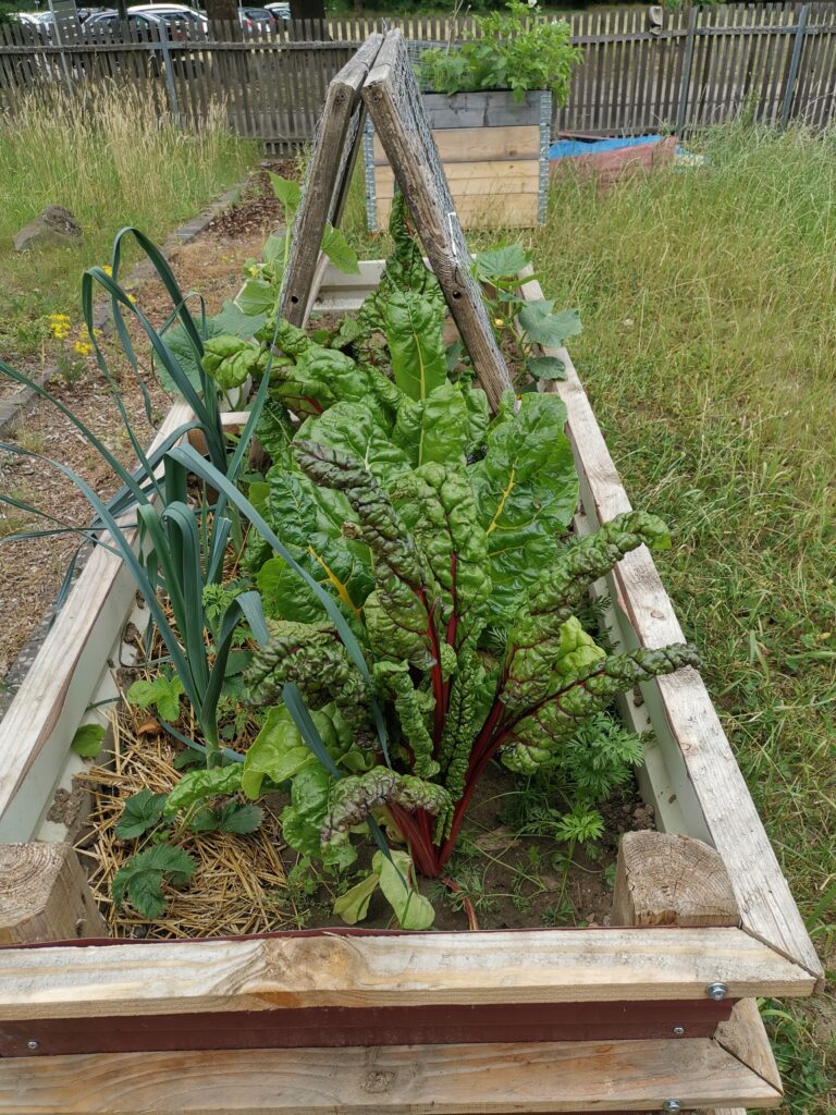 Beet auf dem Campusgarten